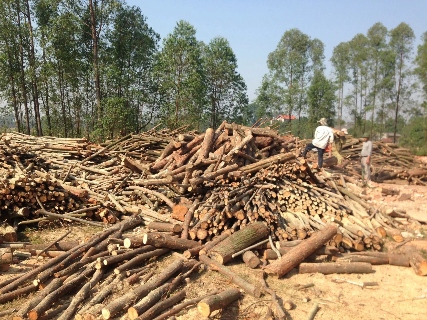 Timber stock from company archive